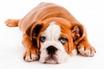 Cute Bulldog Stock Photo