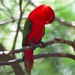 Lorikeet Stock Photo