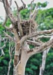 Nest On Dried Tree Stock Photo