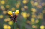 
Xyridaceae Beautiful Field Full Of Yellow Stock Photo