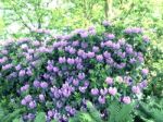 Rhododendron,flowers Stock Photo