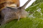 Snail On White Stock Photo