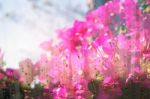 Bougainvillea With Water Droplets On Glass Stock Photo