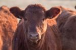 Bunch Of Brown Cows Stock Photo