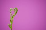 Shoots Of Ivy Align To Heart Sign Stock Photo