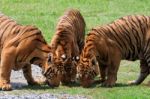 Three  Of  Bengal Tiger In Field Stock Photo