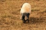 Pig On The Farm Stock Photo