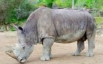 Rhinoceros Stock Photo