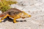 Wild Land Iguana On Santa Fe Island In Galapagos Stock Photo