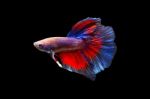 Fighting Fish On Black Background Stock Photo