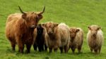 Highland Cow And Calves Stock Photo