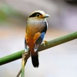 Male Silver-breasted Broadbill Stock Photo