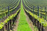 Green Vineyards Lines Stock Photo