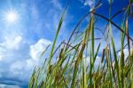 Reed In Pond Stock Photo