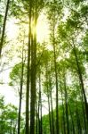 Sunlight In The Green Pine Forest, Spring Time. Warm Sun In Fore Stock Photo