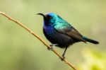 Palestine Sunbird Stock Photo