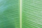 Banana Leaf Background Stock Photo