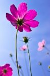 Cosmos Or Mexican Aster Stock Photo