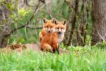 Red Fox Siblings Stock Photo