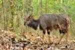 Male Nyala Stock Photo