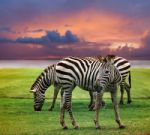 Wild Zebra Standing In Green Grass Field Against Beautiful Dusky Stock Photo