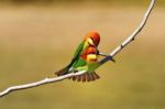 Chestnut-headed Bee Eater Stock Photo