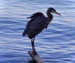 Image Of A Great Blue Heron Cleaning Feathers Stock Photo