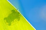 Beetle Hiding Behind Leaf Stock Photo