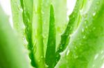 Aloe Vera On White Background Stock Photo