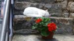 White Cat Resting On Step E Stock Photo