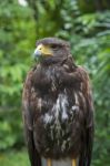 Close Up Face Of Falcon Bird In Green Forest Stock Photo