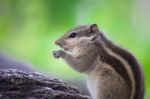 Squirrel Stock Photo