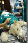 Veterinarian Performing An Operation On A Lion Stock Photo