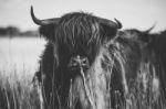 Highland Cow On The Farm Stock Photo