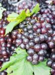 Fresh Grape Cluster With Green Leafs Stock Photo