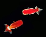 Top View Lion Head Goldfish Stock Photo