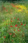 A Field Of Spring Flowers In Castiglione Del Lago Province Of Pe Stock Photo