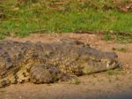 Crocodile Stock Photo