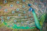 Peacock Stock Photo