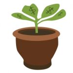 Dollar Plant Stock Photo