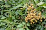 Longan Bunch On The Tree Stock Photo