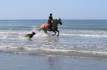 Beach Ride With Your Dog Stock Photo