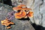 Velvet Shank Fungi Flammulina Velutipes Stock Photo