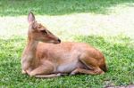 Female Antelope On Ground Stock Photo