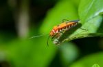 Red Cotton Bug (dysdercus Cingulatus) Stock Photo