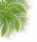 Coconut Leaf Isolated White Background Stock Photo