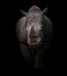 White Rhinoceros In Dark Background Stock Photo