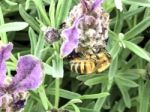 Bee On The Flowers Stock Photo