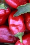 Fresh Red Peppers From The Garden Stock Photo