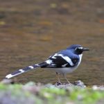 Slaty-backed Forktail Stock Photo